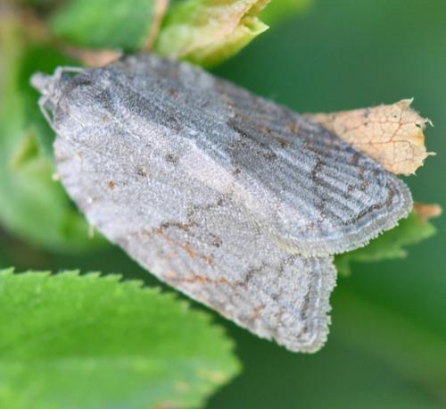 Acleris sparsana